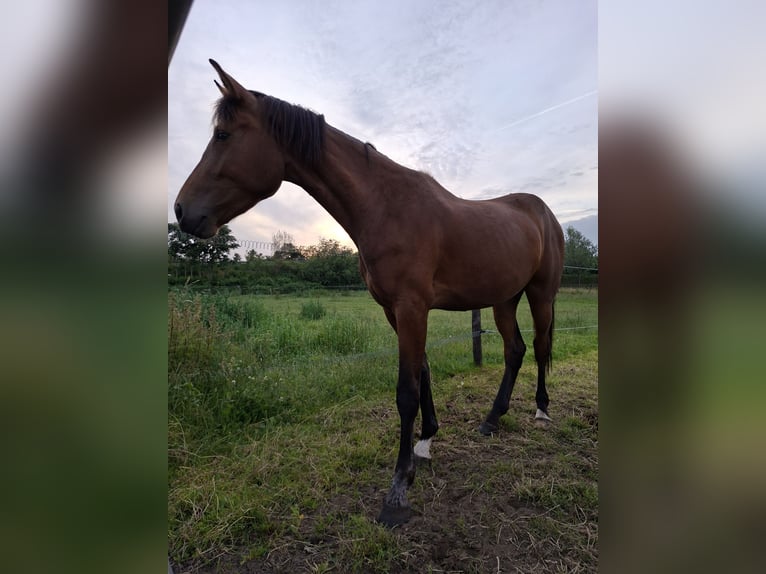 Belgisches Warmblut Stute 3 Jahre 165 cm Brauner in Geel