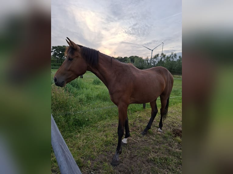 Belgisches Warmblut Stute 3 Jahre 165 cm Brauner in Geel