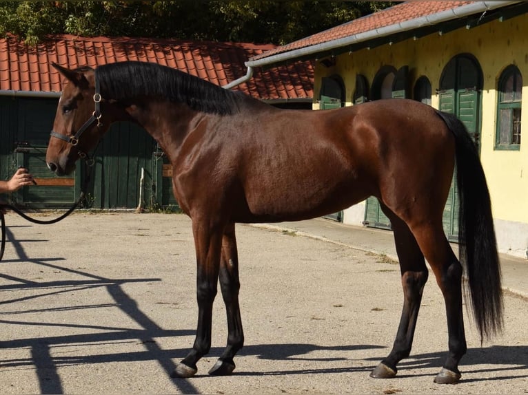 Belgisches Warmblut Stute 3 Jahre 167 cm Brauner in Murska Soboda