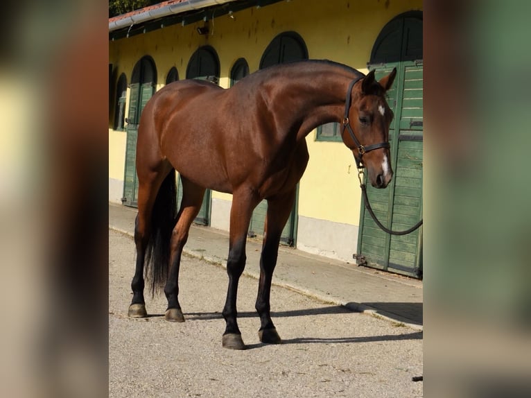 Belgisches Warmblut Stute 3 Jahre 167 cm Brauner in Murska Soboda