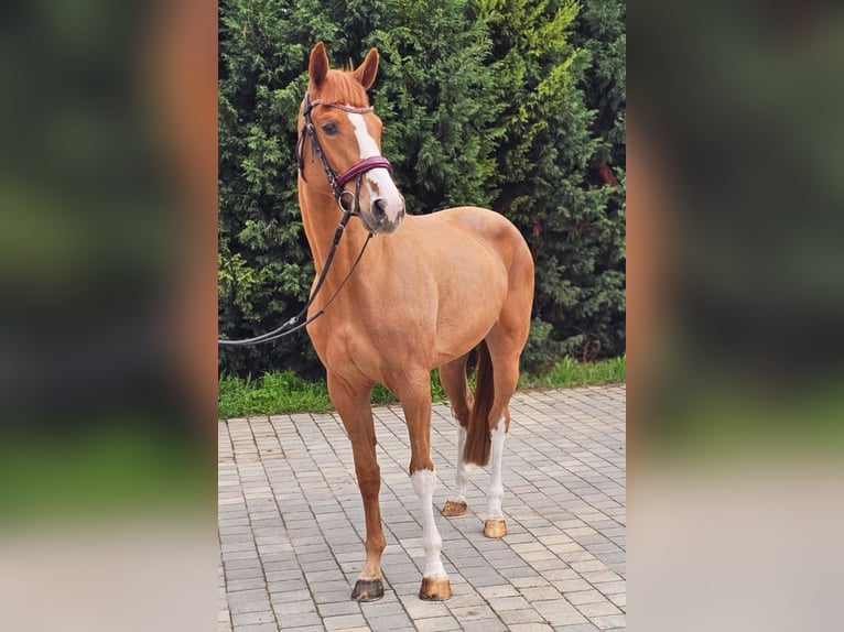 Belgisches Warmblut Stute 3 Jahre 167 cm Fuchs in Murska Soboda
