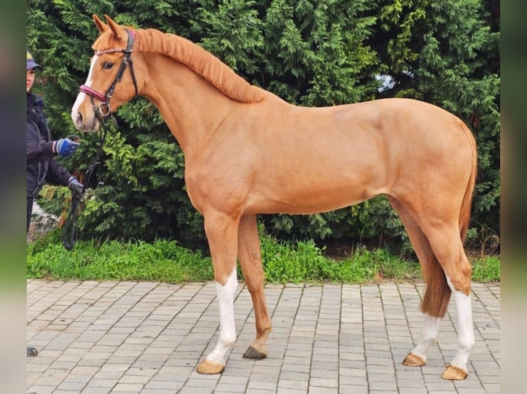 Belgisches Warmblut Stute 3 Jahre 167 cm Fuchs in Murska Soboda
