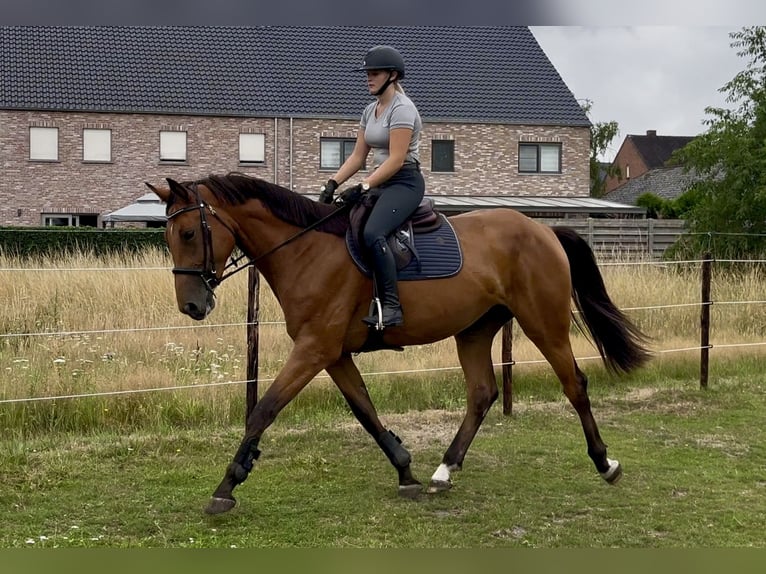 Belgisches Warmblut Stute 3 Jahre 168 cm Brauner in Lommel