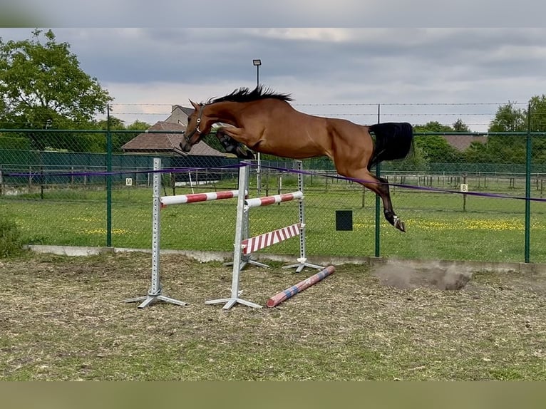 Belgisches Warmblut Stute 3 Jahre 168 cm Brauner in Lommel