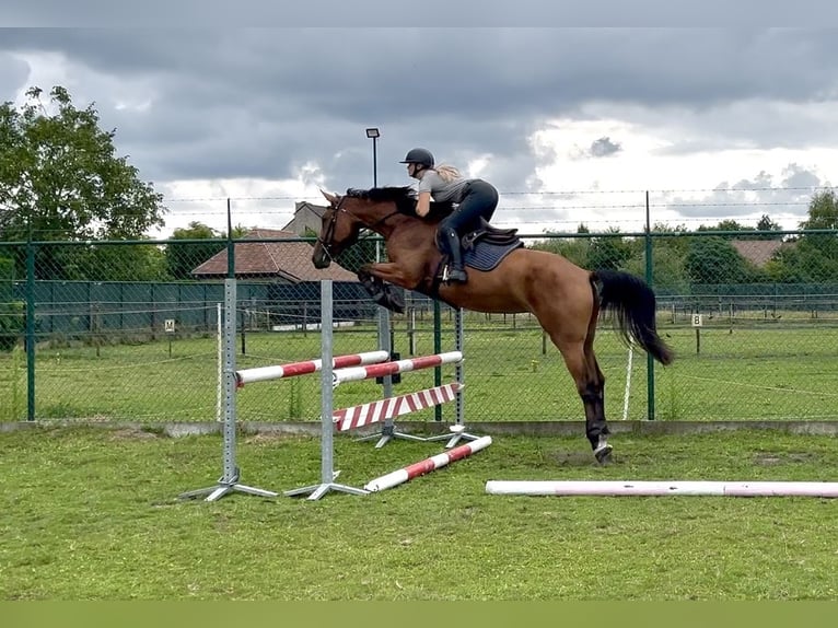 Belgisches Warmblut Stute 3 Jahre 168 cm Brauner in Lommel