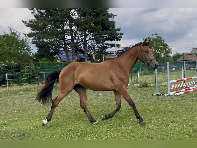 Belgisches Warmblut Stute 3 Jahre 168 cm Brauner in Lommel