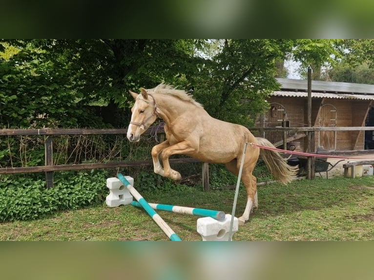 Belgisches Warmblut Stute 3 Jahre 168 cm Palomino in Lichtenvoorde
