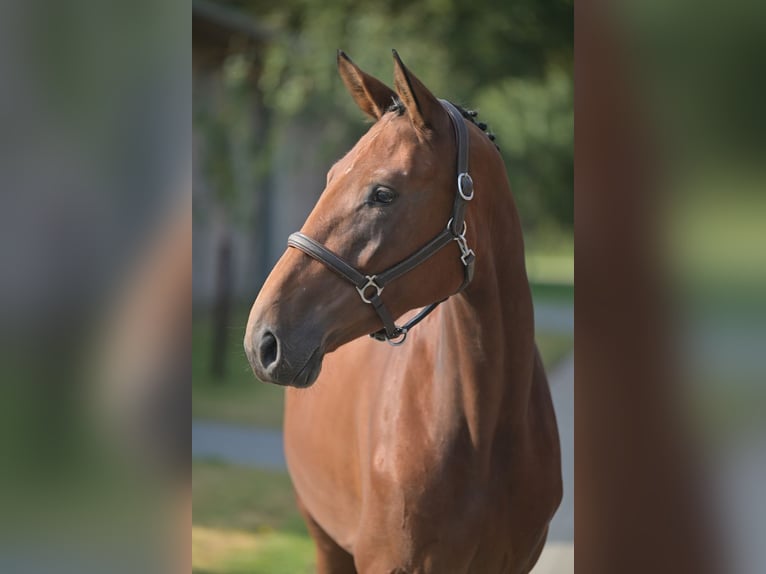 Belgisches Warmblut Stute 3 Jahre 168 cm Rotbrauner in Zelle