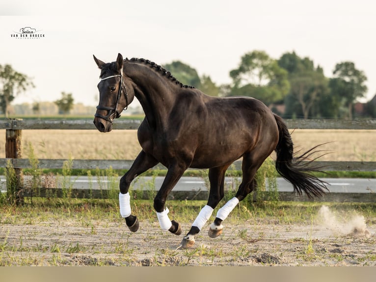 Belgisches Warmblut Stute 3 Jahre 171 cm Dunkelbrauner in Schore