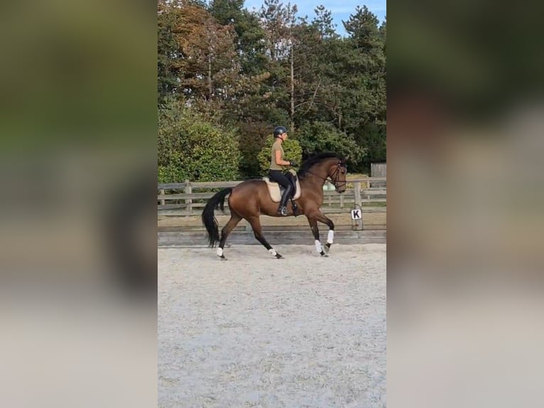 Belgisches Warmblut Stute 3 Jahre 172 cm Brauner in Sint-Katelijne-Waver Belgisches Warmblut Stute 3 Jahre 172 cm Brauner in Sint-Katelijne-Waver
