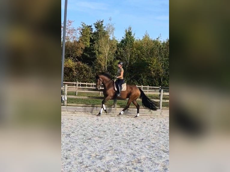 Belgisches Warmblut Stute 3 Jahre 172 cm Brauner in Sint-Katelijne-Waver Belgisches Warmblut Stute 3 Jahre 172 cm Brauner in Sint-Katelijne-Waver