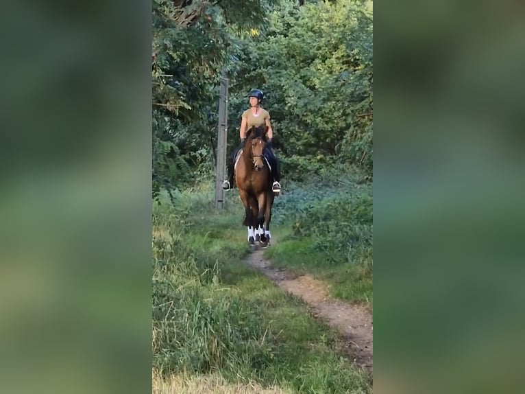 Belgisches Warmblut Stute 3 Jahre 172 cm Brauner in Sint-Katelijne-Waver Belgisches Warmblut Stute 3 Jahre 172 cm Brauner in Sint-Katelijne-Waver