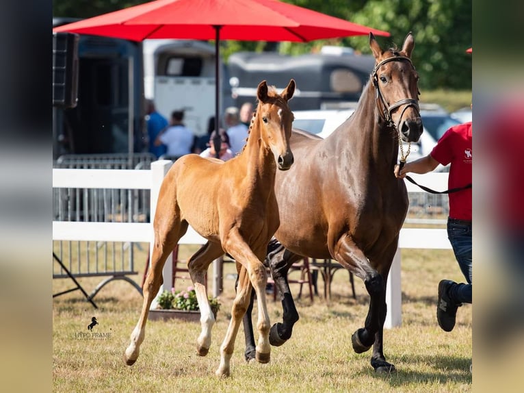 Belgisches Warmblut Stute 3 Jahre Fuchs in Hoeleden