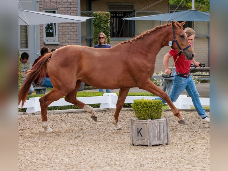 Belgisches Warmblut Stute 3 Jahre Fuchs in Hoeleden