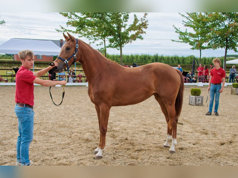 Belgisches Warmblut Stute 3 Jahre Fuchs in Hoeleden