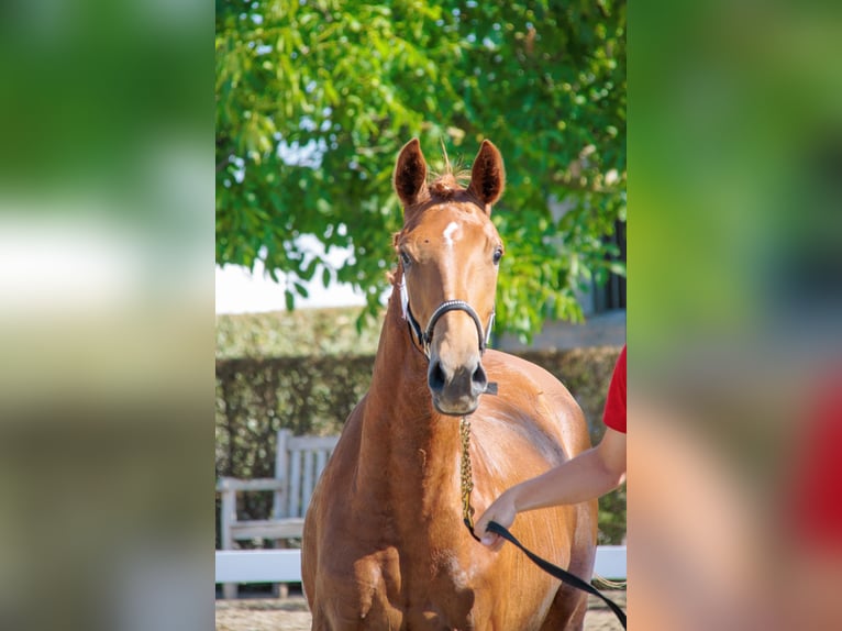 Belgisches Warmblut Stute 3 Jahre Fuchs in Hoeleden