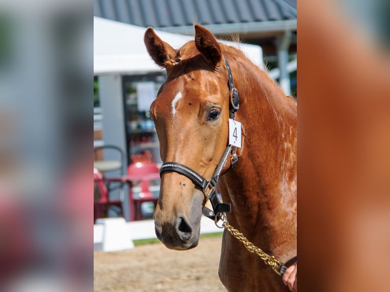 Belgisches Warmblut Stute 3 Jahre Fuchs in Hoeleden