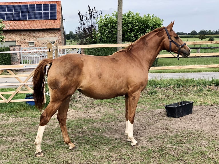 Belgisches Warmblut Stute 3 Jahre Fuchs in GROTE BROGEL