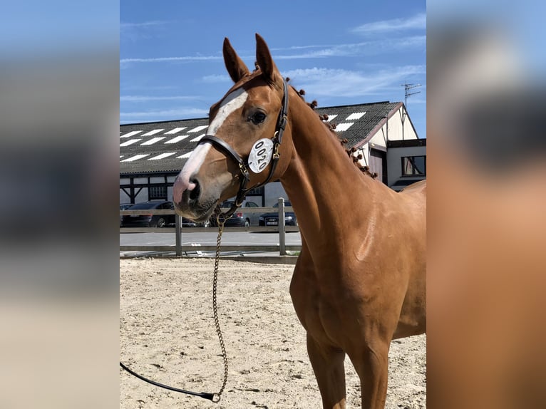 Belgisches Warmblut Stute 3 Jahre Fuchs in GROTE BROGEL