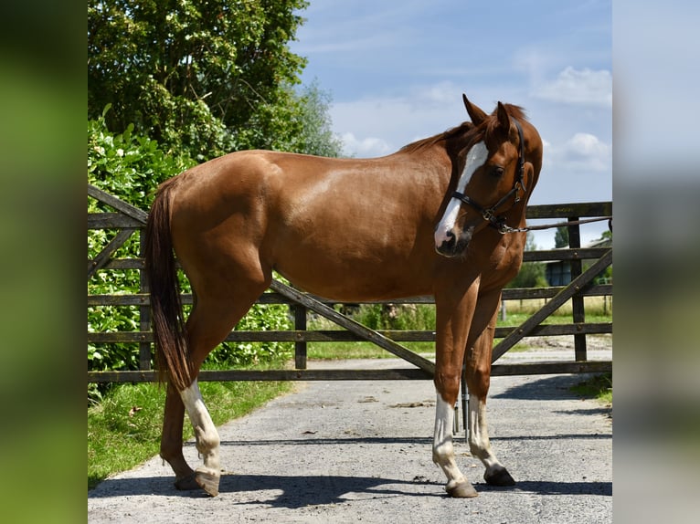 Belgisches Warmblut Stute 3 Jahre Fuchs in GROTE BROGEL