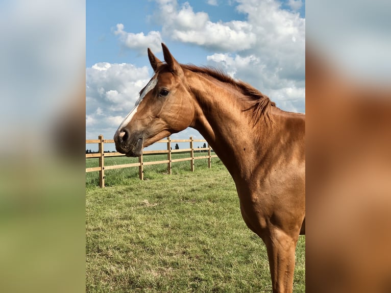 Belgisches Warmblut Stute 3 Jahre Fuchs in GROTE BROGEL