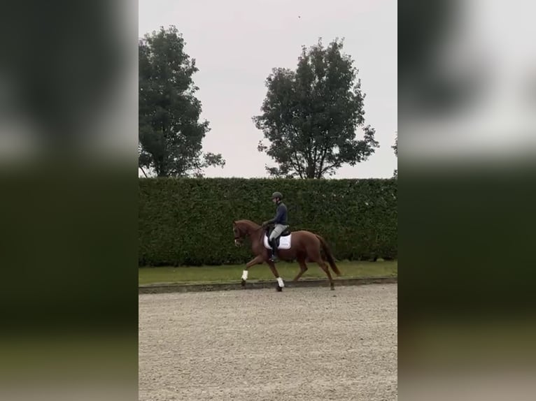 Belgisches Warmblut Stute 4 Jahre 155 cm Fuchs in Minderhout