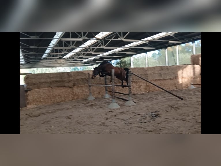 Belgisches Warmblut Stute 4 Jahre 160 cm Brauner in Meeuwen