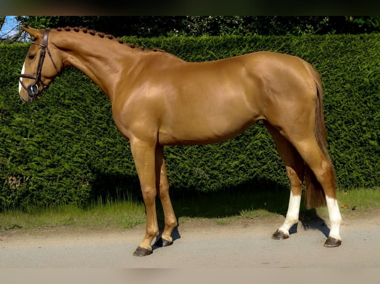 Belgisches Warmblut Stute 4 Jahre 160 cm Dunkelfuchs in Bladel
