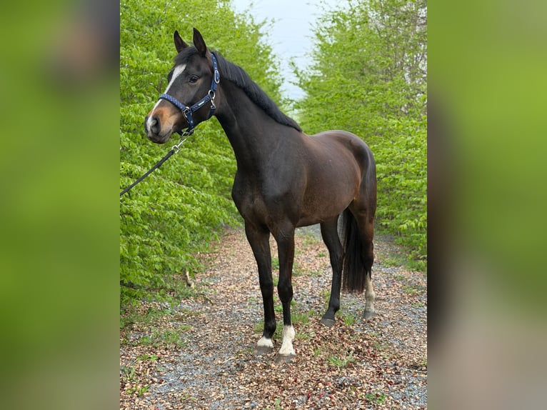Belgisches Warmblut Stute 4 Jahre 160 cm Schwarzbrauner in Meeuwen