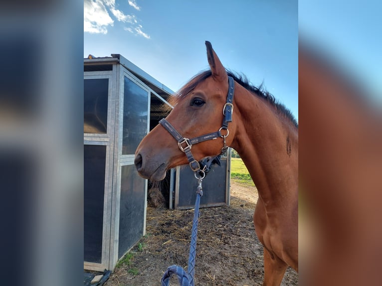 Belgisches Warmblut Stute 4 Jahre 163 cm Brauner in Aarschot