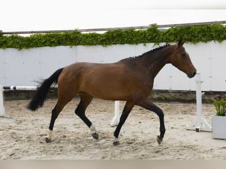 Belgisches Warmblut Stute 4 Jahre 163 cm Brauner in Waddinxveen