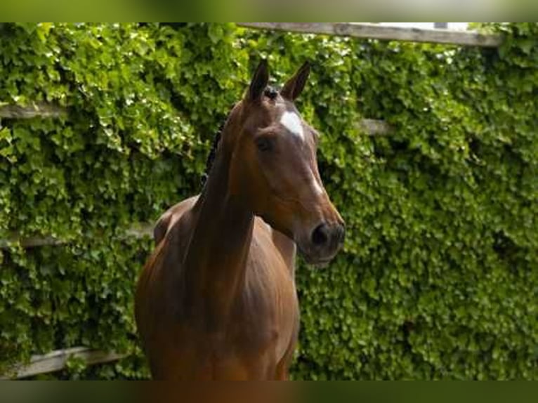 Belgisches Warmblut Stute 4 Jahre 163 cm Brauner in Waddinxveen
