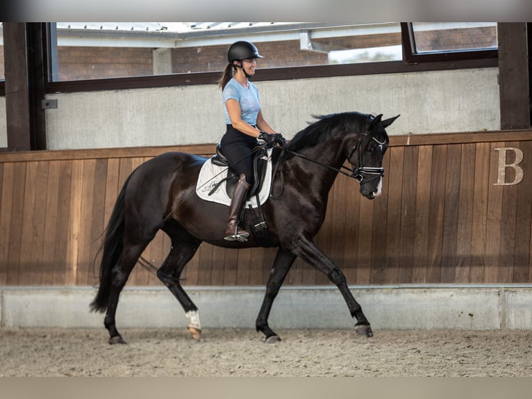 Belgisches Warmblut Stute 4 Jahre 163 cm Rappe in Moerbeke-Waas