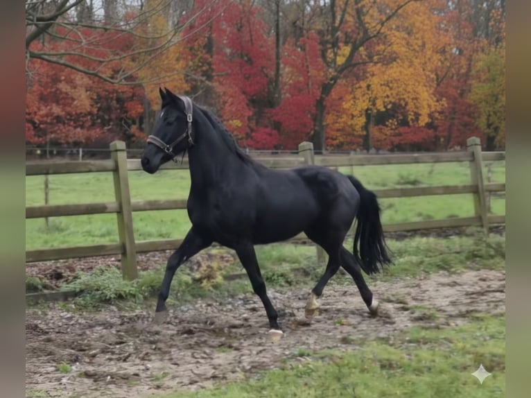 Belgisches Warmblut Stute 4 Jahre 163 cm Rappe in Ranst