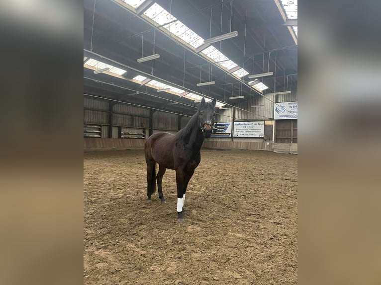 Belgisches Warmblut Stute 4 Jahre 164 cm Dunkelbrauner in Melsele