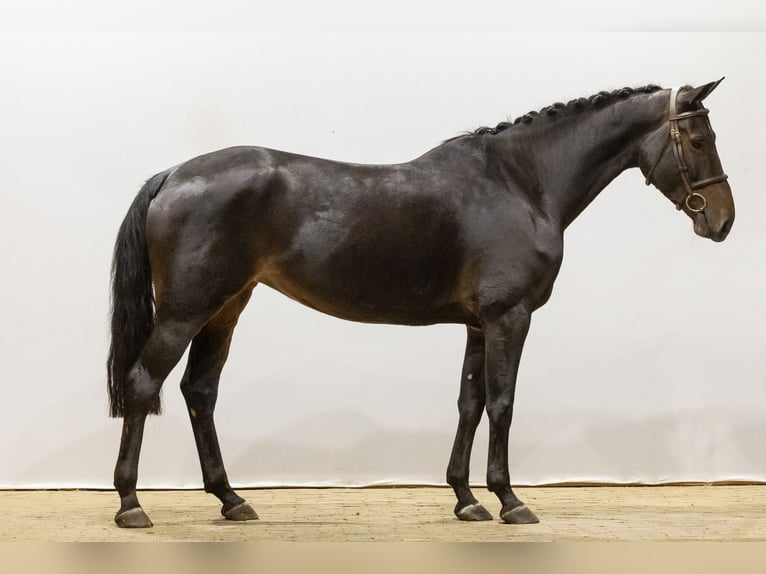 Belgisches Warmblut Stute 4 Jahre 164 cm Dunkelbrauner in Waddinxveen