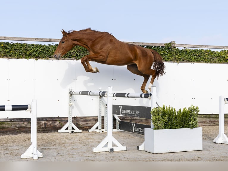 Belgisches Warmblut Stute 4 Jahre 165 cm in Waddinxveen