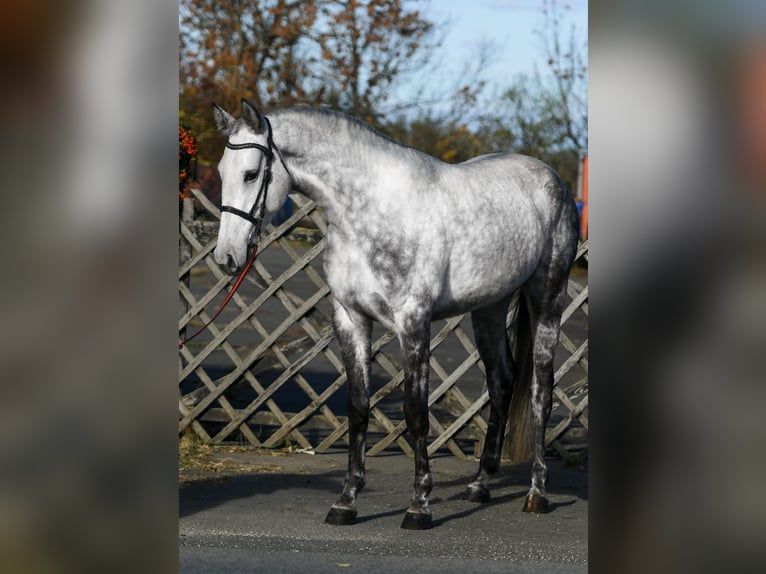 Belgisches Warmblut Stute 4 Jahre 166 cm Apfelschimmel in Békéscsaba