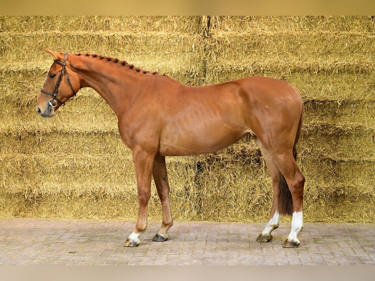 Belgisches Warmblut Stute 4 Jahre 167 cm Fuchs in Bladel