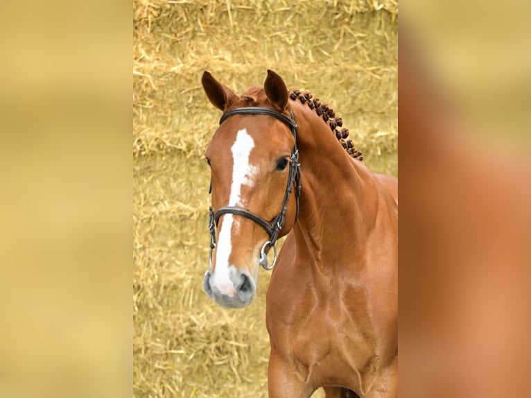 Belgisches Warmblut Stute 4 Jahre 167 cm Fuchs in Bladel