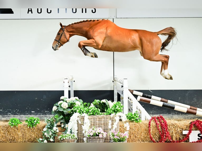Belgisches Warmblut Stute 4 Jahre 167 cm Fuchs in Bladel