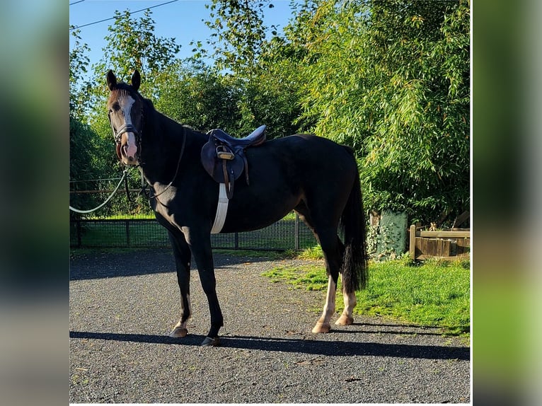 Belgisches Warmblut Stute 4 Jahre 170 cm Dunkelbrauner in Duffel