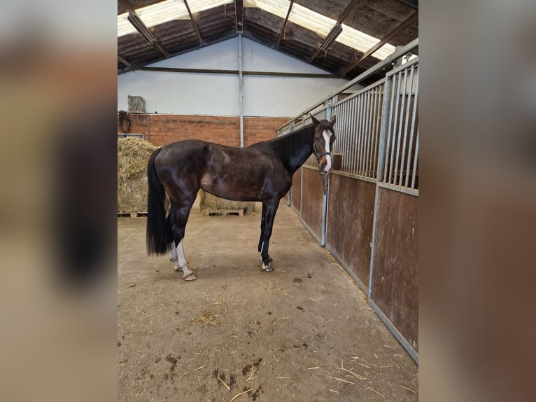 Belgisches Warmblut Stute 4 Jahre 170 cm Dunkelbrauner in Duffel