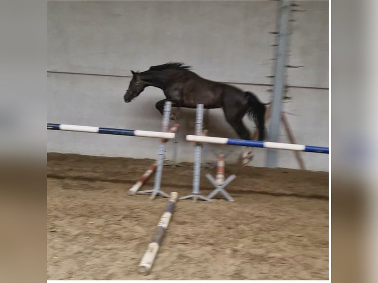Belgisches Warmblut Stute 4 Jahre 170 cm Dunkelbrauner in Duffel