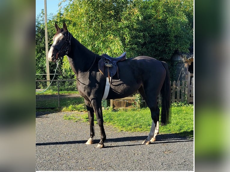 Belgisches Warmblut Stute 4 Jahre 170 cm Dunkelbrauner in Duffel