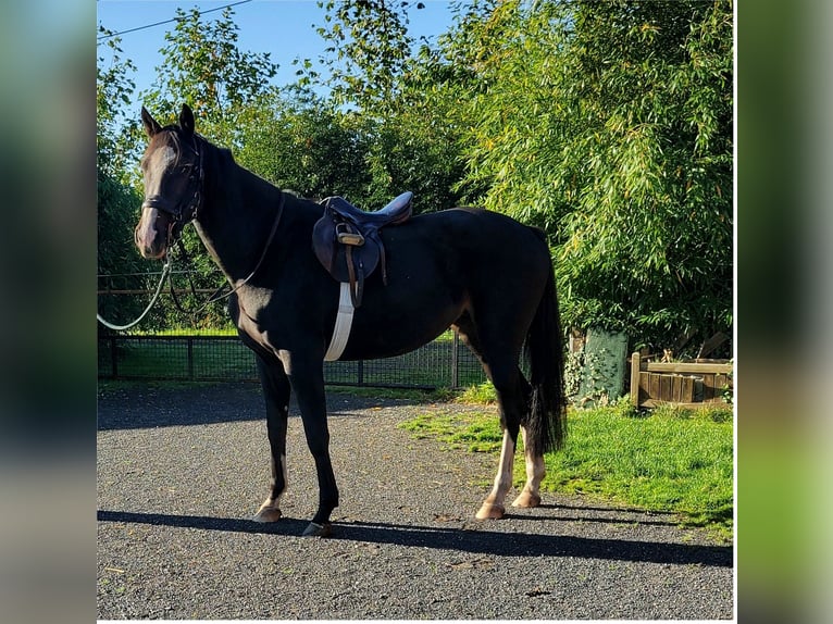 Belgisches Warmblut Stute 4 Jahre 170 cm Dunkelbrauner in Duffel