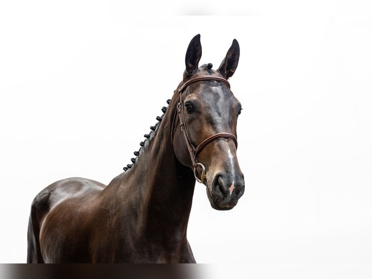 Belgisches Warmblut Stute 4 Jahre 170 cm Dunkelbrauner in Waddinxveen