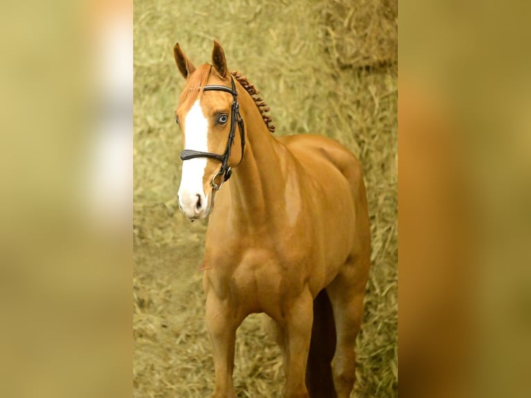 Belgisches Warmblut Stute 4 Jahre 170 cm Fuchs in Bladel