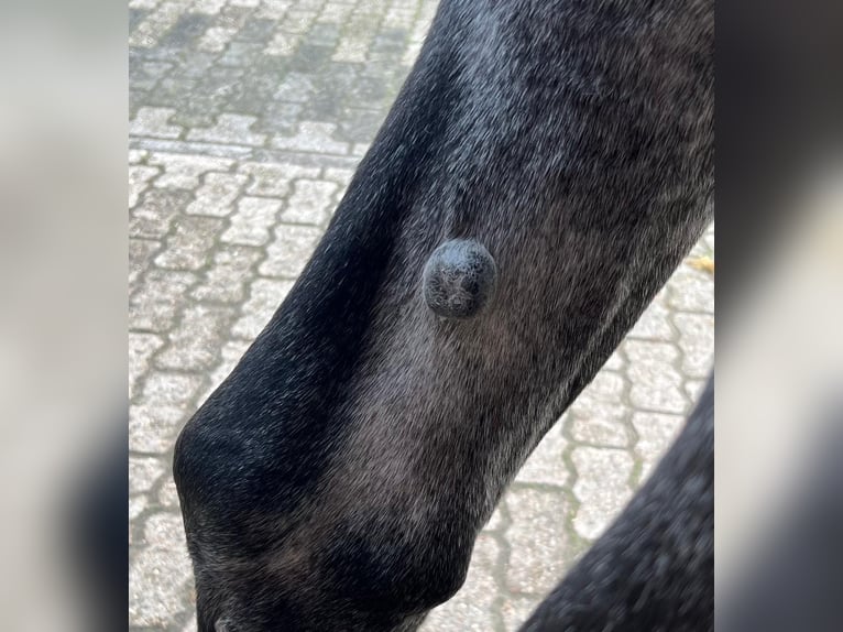 Belgisches Warmblut Stute 4 Jahre 170 cm Schimmel in GROTE-BROGEL