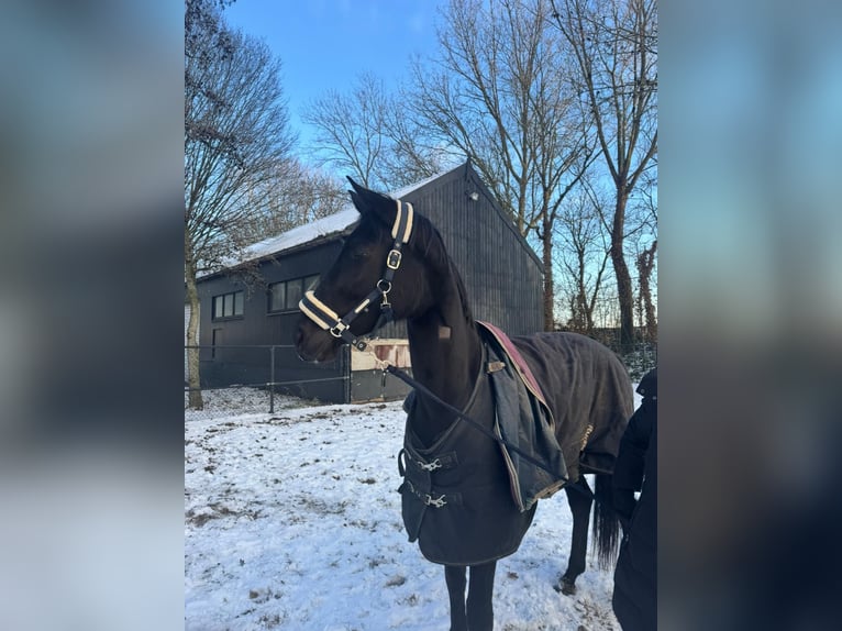 Belgisches Warmblut Stute 4 Jahre 174 cm Rappe in Sluiskil